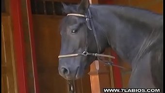 Büyük Penisli Siyah Adam, Sert Porno Videosunda