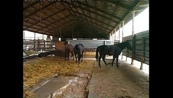 Büyük Göğüslü Ve Tüylü Amı Olan Duygusal Italyan Milf Sikişiyor