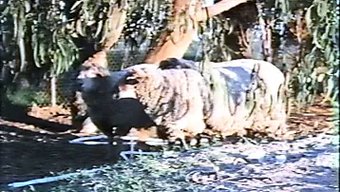 Seka'Nın Japon Cazibesiyle Duygusal Üçlü Masajı